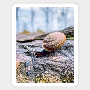 Garden Snail Sticker